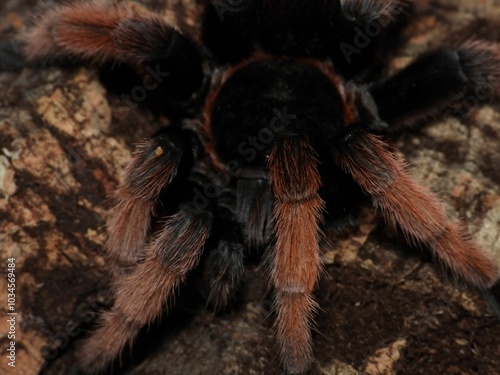  Brachypelma klaasi tarantula on cork bark spider arachnid 