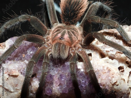 Xenesthis species megascopula tarantula on cork bark spider arachnid 