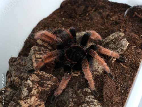 Brachypelma klaasi  tarantula on cork bark spider arachnid 