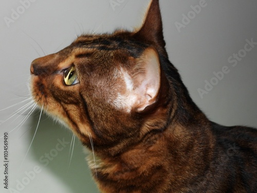 portrait of a cat Bengal cat close up Panther kitty kitten cats 
