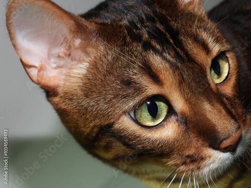 portrait of a cat Bengal cat close up Panther kitty kitten cats 
