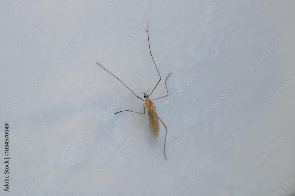 macro photo of two mosquitoes mating macro photo of two mosquitoes mating