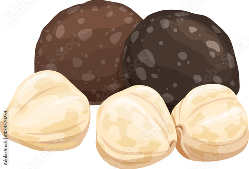 Uncommon kukui nuts. Vector brown and white seeds known for their oil and medicinal properties. Kukui seeds, natural ingredient cosmetics rich in fatty acids, used for moisturizing and healing skin