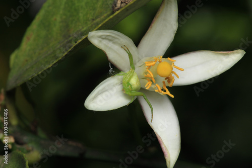 misumena vatia spider macro photo photo