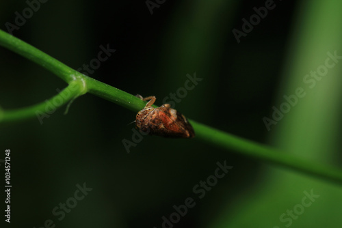 glassy winged sharpshooter insect macro photography photo