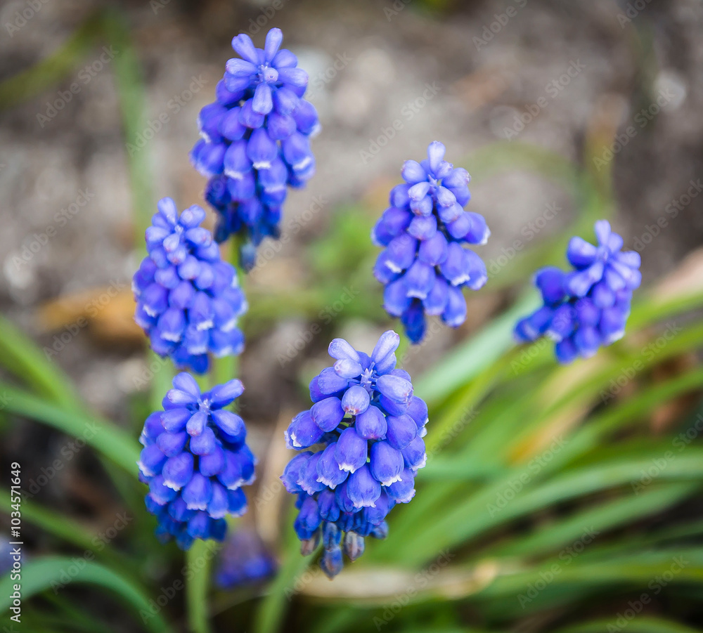 blue grape hyacinth blue grape hyacinth