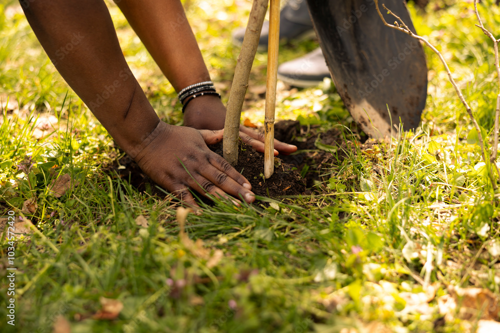 Fototapeta premium Environmentalists team planting a tree in the forest area, digging holes to cultivate life and increase vegetation. Activists fighting for ecological justice, environmental conservation project.