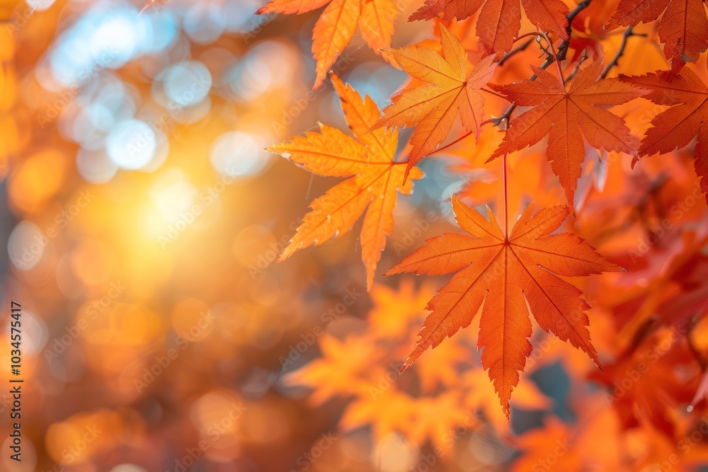 Autumnal Maple Leaves Border with Bokeh Background Autumnal Maple Leaves Border with Bokeh Background