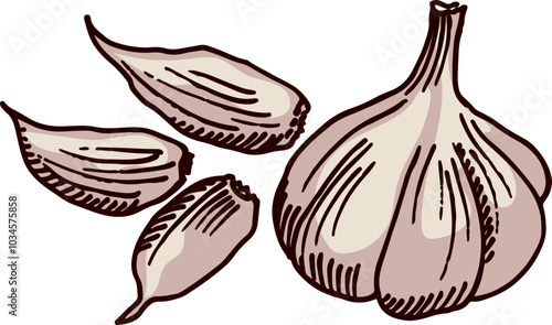 Garlic bulb and cloves drawing. Cooking food spice