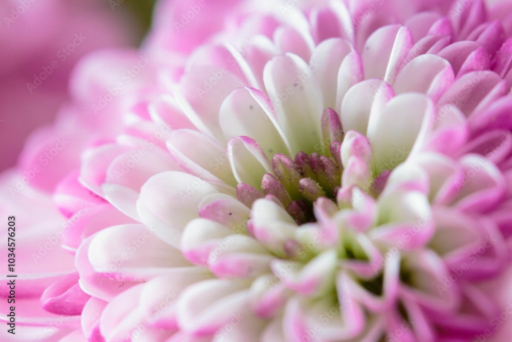 Close-up of a chrysanthemum flower Close-up of a chrysanthemum flower