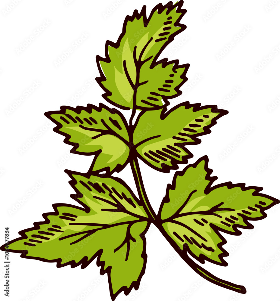 Fototapeta premium Parsley green branch. Fresh healthy food ingredient