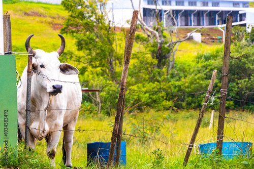 Cows grazing on pasture in the mountains forests Costa Rica. photo