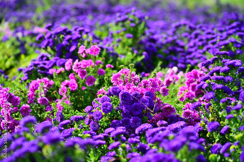 Close-up photo of purple chrysanthemum flowers in bloom Close-up photo of purple chrysanthemum flowers in bloom