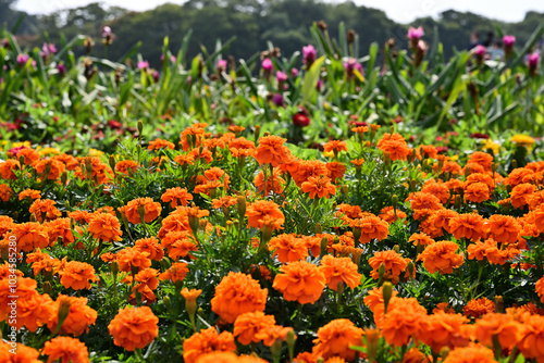 Close-up photo of orange-colored hydrangeas in bloom in autumn photo