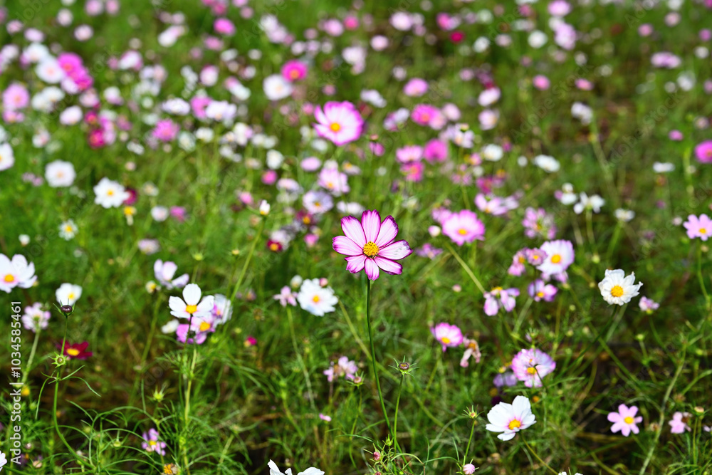 Scenery with pink cosmos blooming in an autumn field Scenery with pink cosmos blooming in an autumn field