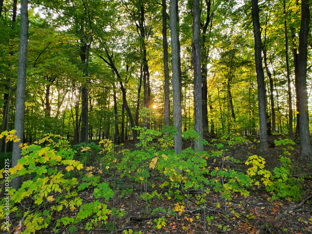 Fototapeta premium Sunset in southeast Michigan Forest from October 17, 2024.
