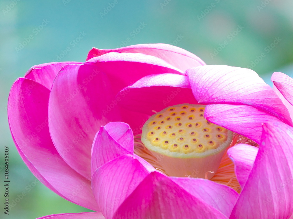 美しい蓮池 美しい蓮池