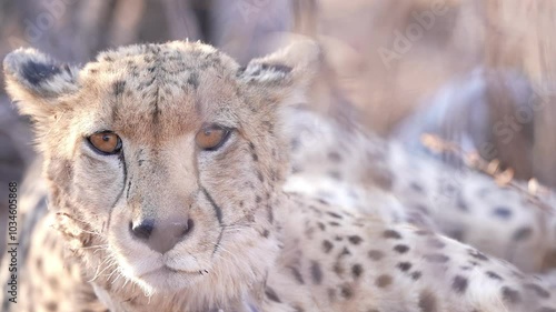Young male African Cheetah (Acinonyx jubatus) in South Africa. The fastest land mammal in the world. Slow motion, 25 percent natural speed.