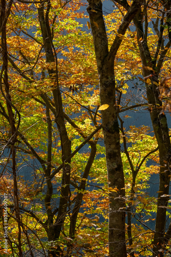 Fototapeta premium 紅葉