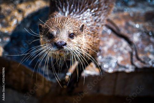 Otter sitting on a rock