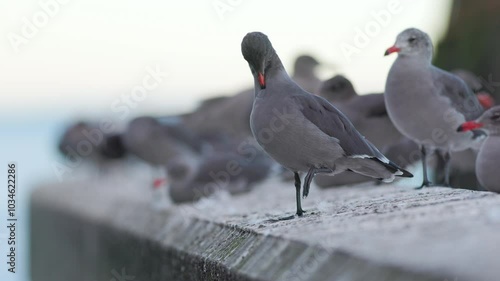 Heermann's gull (Larus heermanni) grooming on a breakwater in the Pacific Northwest. photo