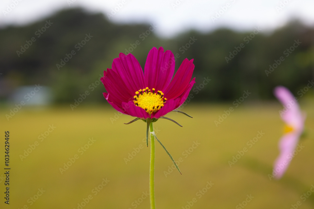 Obraz premium purple cosmos blooming in autumn
