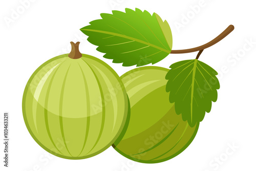 Beautiful gooseberry fruit vector art illustration