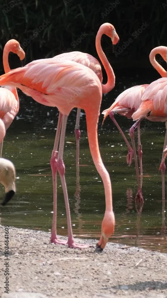 Water bird with long neck and beak, standing in natural landscape of island lake. Vertical video Water bird with long neck and beak, standing in natural landscape of island lake. Vertical video
