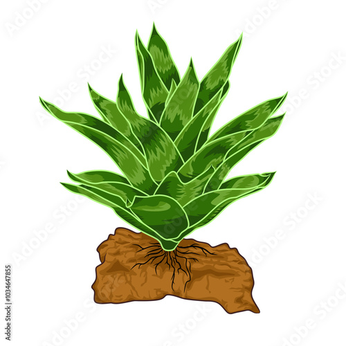 An illustration of the bromeliad plant which is a good ornamental plant as a template