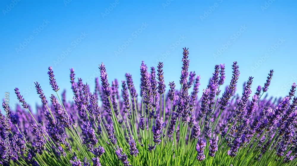 Naklejka premium Vibrant lavender blooms under a clear blue sky in a sunlit field during late afternoon