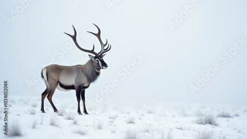 Majestic stag standing in snowy landscape with foggy atmosphere, perfect for winter-themed posters