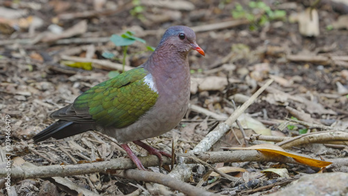 a close view of a common emerald dove in the rainforest at lake eacham of nth qld, australia photo