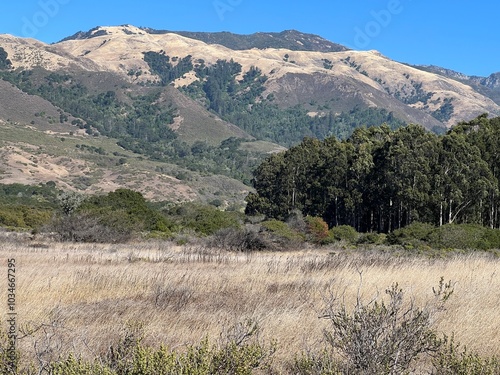 California Landscape with Dry Grass, Eucalyptus Trees, and Mountains | Sunny Blue Sky