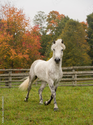 grey purebred connemara stallion free running in a field of green grass with trees vertical fall equine image of horse in trot stride with front leg forward fall foliage in background room for type 