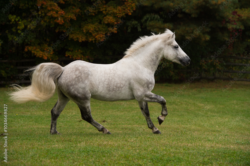 grey purebred connemara stallion free running in a field of green grass with trees horizontal equine image of horse in canter stride with front leg forward fall foliage in background room for type grey purebred connemara stallion free running in a field of green grass with trees horizontal equine image of horse in canter stride with front leg forward fall foliage in background room for type