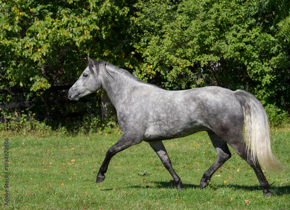 grey dappled purebred connemara stallion horse trotting in a field pasture or paddock at a farm stable or barn full body side view of irish bred connemara horse horizontal equine image with type space grey dappled purebred connemara stallion horse trotting in a field pasture or paddock at a farm stable or barn full body side view of irish bred connemara horse horizontal equine image with type space