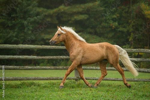 Bild auf Leinwand purebred palomino connemara stallion trotting freely in field of green grass and