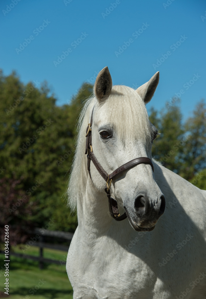 Portrait shot or headshot of a grey Connemara horse wearing leather halter with ears forward vertical equine image with blue sky in background spring Portrait shot or headshot of a grey Connemara horse wearing leather halter with ears forward vertical equine image with blue sky in background spring