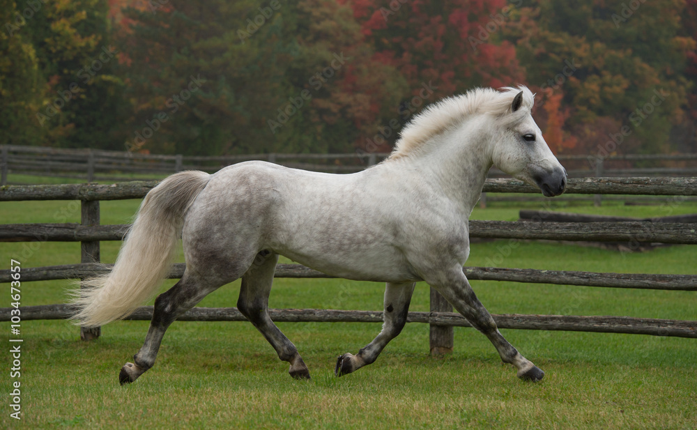 grey dappled purebred connemara stallion horse trotting in a field pasture or paddock at a farm stable or barn full body side view of irish bred connemara horse horizontal equine image with type space grey dappled purebred connemara stallion horse trotting in a field pasture or paddock at a farm stable or barn full body side view of irish bred connemara horse horizontal equine image with type space