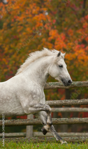 dapple grey Connemara horse free running in field of green grass with fall or autumn colored leaves on trees in background front half of horse showing with front foot in air mid canter stride knee up