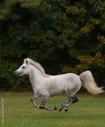 Quadro su tela Connemara horse running free in field or paddock of green grass with all four fe