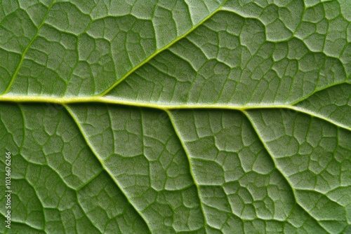 A close-up shot of an ash green eucalyptus leaf, capturing every vein and texture