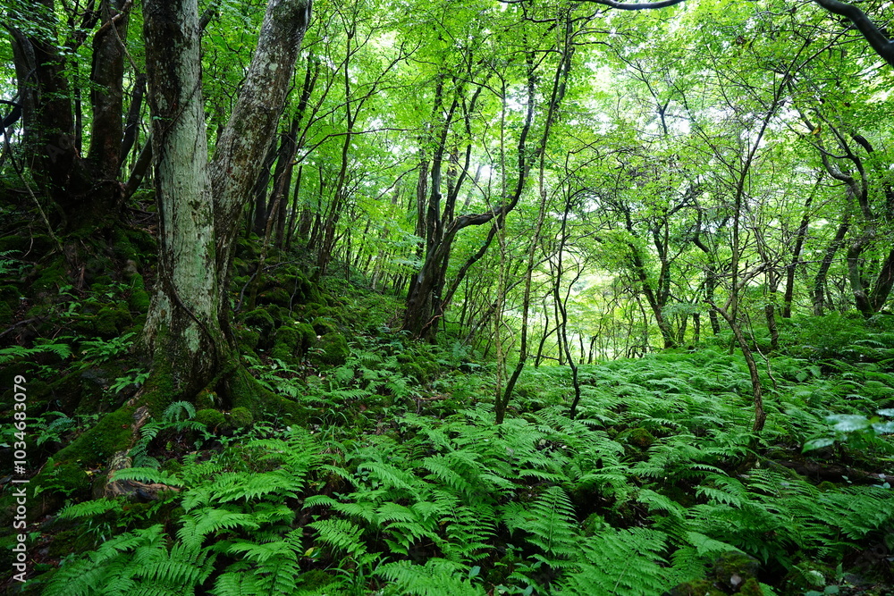 wild summer forest with thick ferns and old trees wild summer forest with thick ferns and old trees