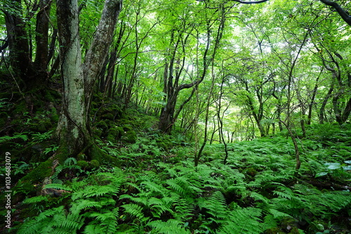 wild summer forest with thick ferns and old trees