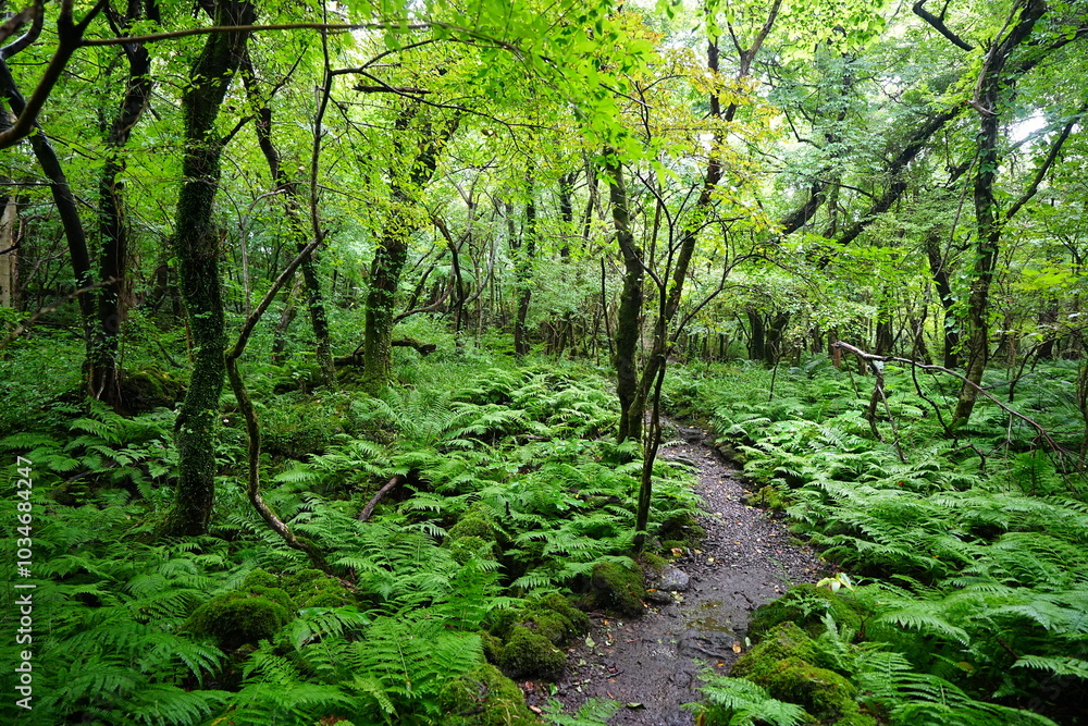 fine summer path through thick ferns fine summer path through thick ferns