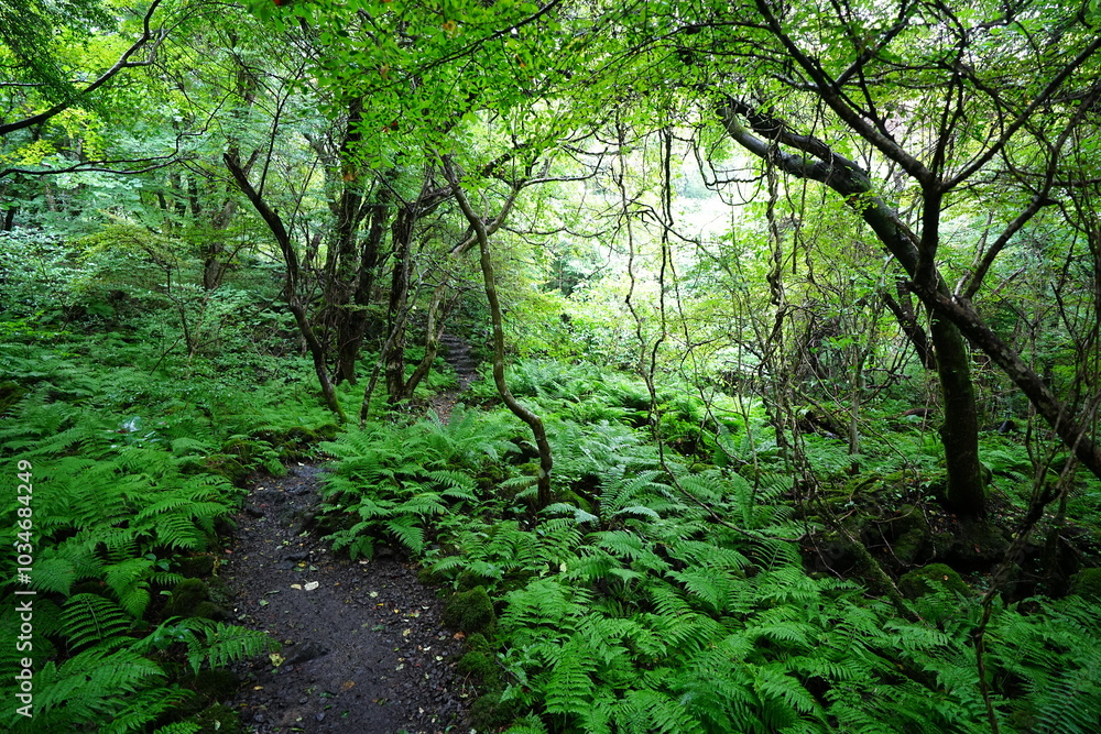 old trees and vines in wild forest
old trees and vines in wild forest