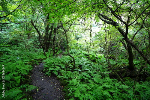 old trees and vines in wild forest 