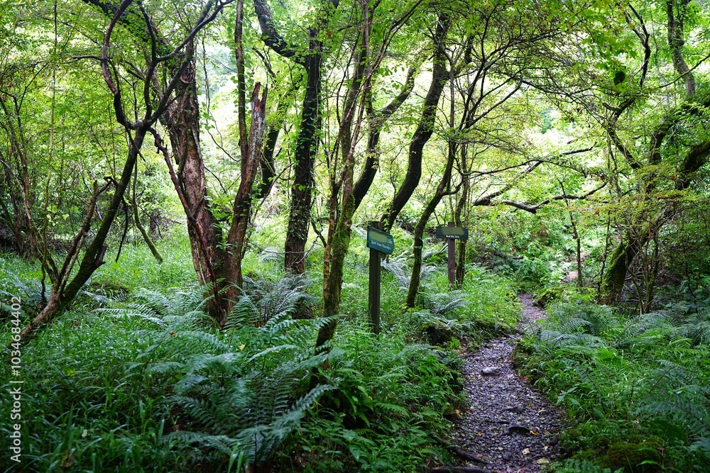 old summer forest with path old summer forest with path