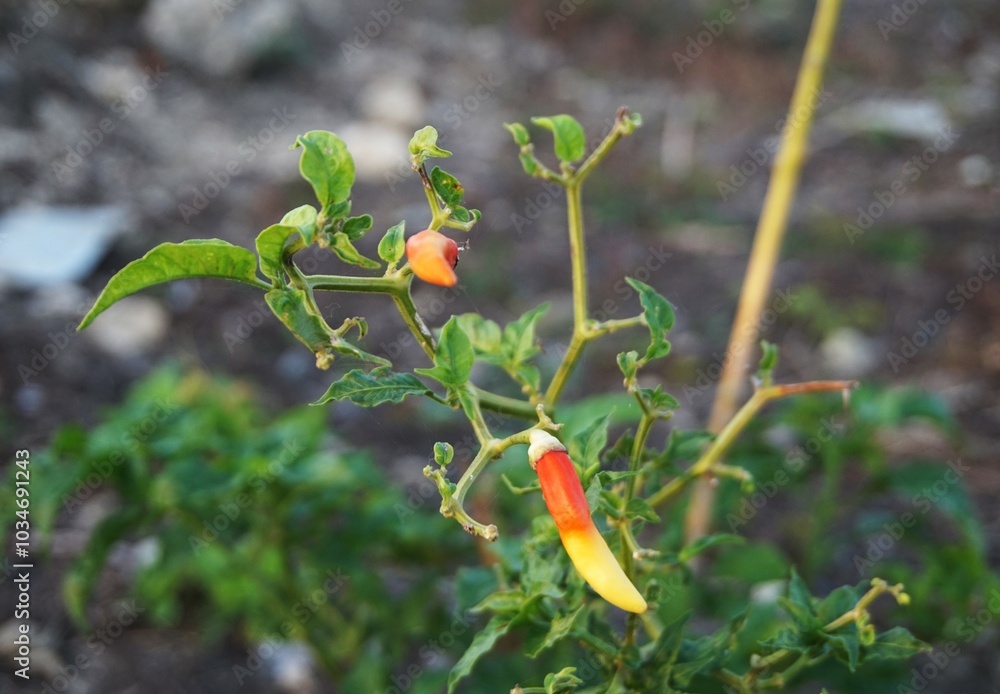 photo of chili plant, which is already bearing fruit photo of chili plant, which is already bearing fruit
