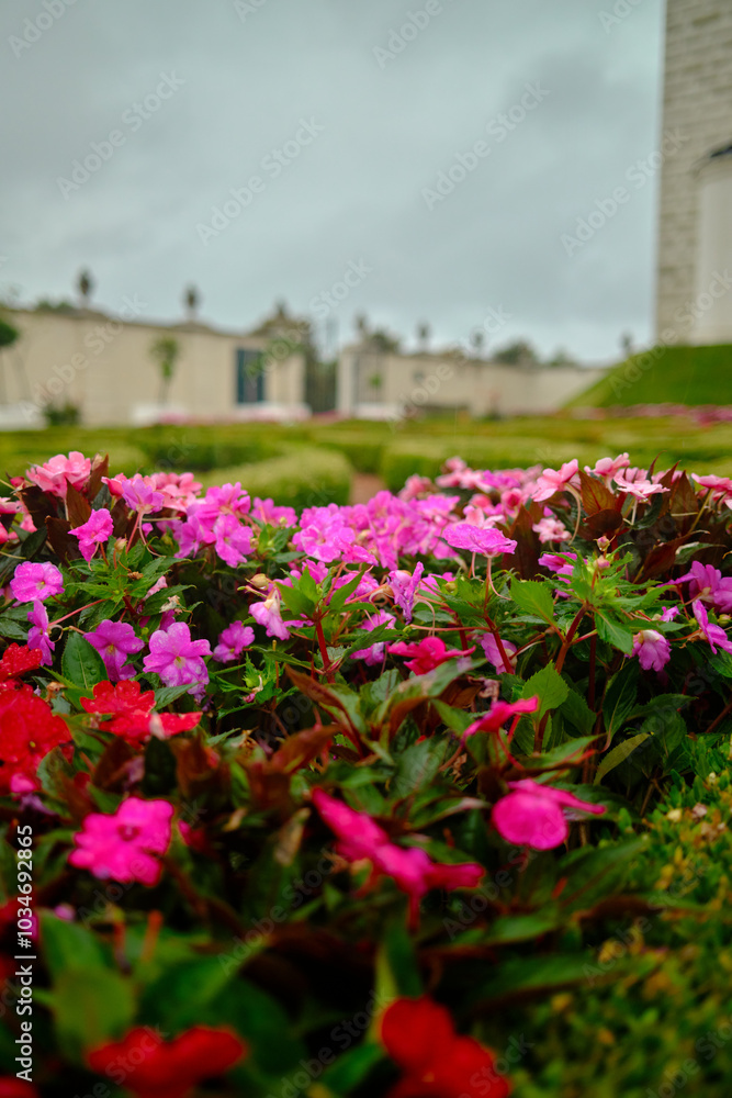 Pink flowers in the gardens of bratislava castle Pink flowers in the gardens of bratislava castle